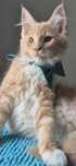 Maine coon  FPL kocurek Barwinek