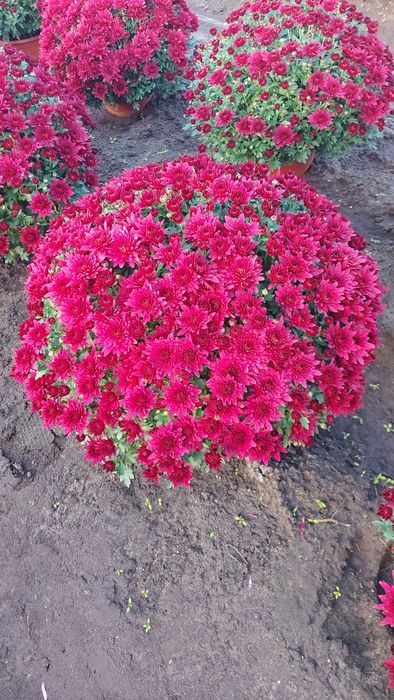 Chryzantemy drobnokwiatowe od producenta