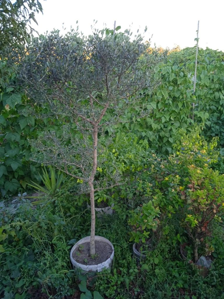 Oliveira bonita para jardim ou em vaso grande