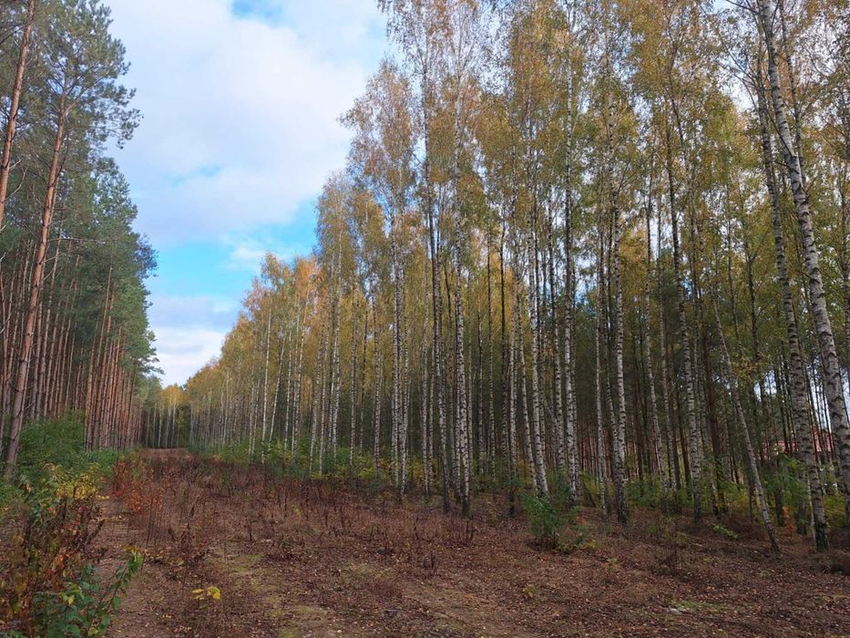 Działka, Świecie nad Drwęcą, pojezierze brodnickie