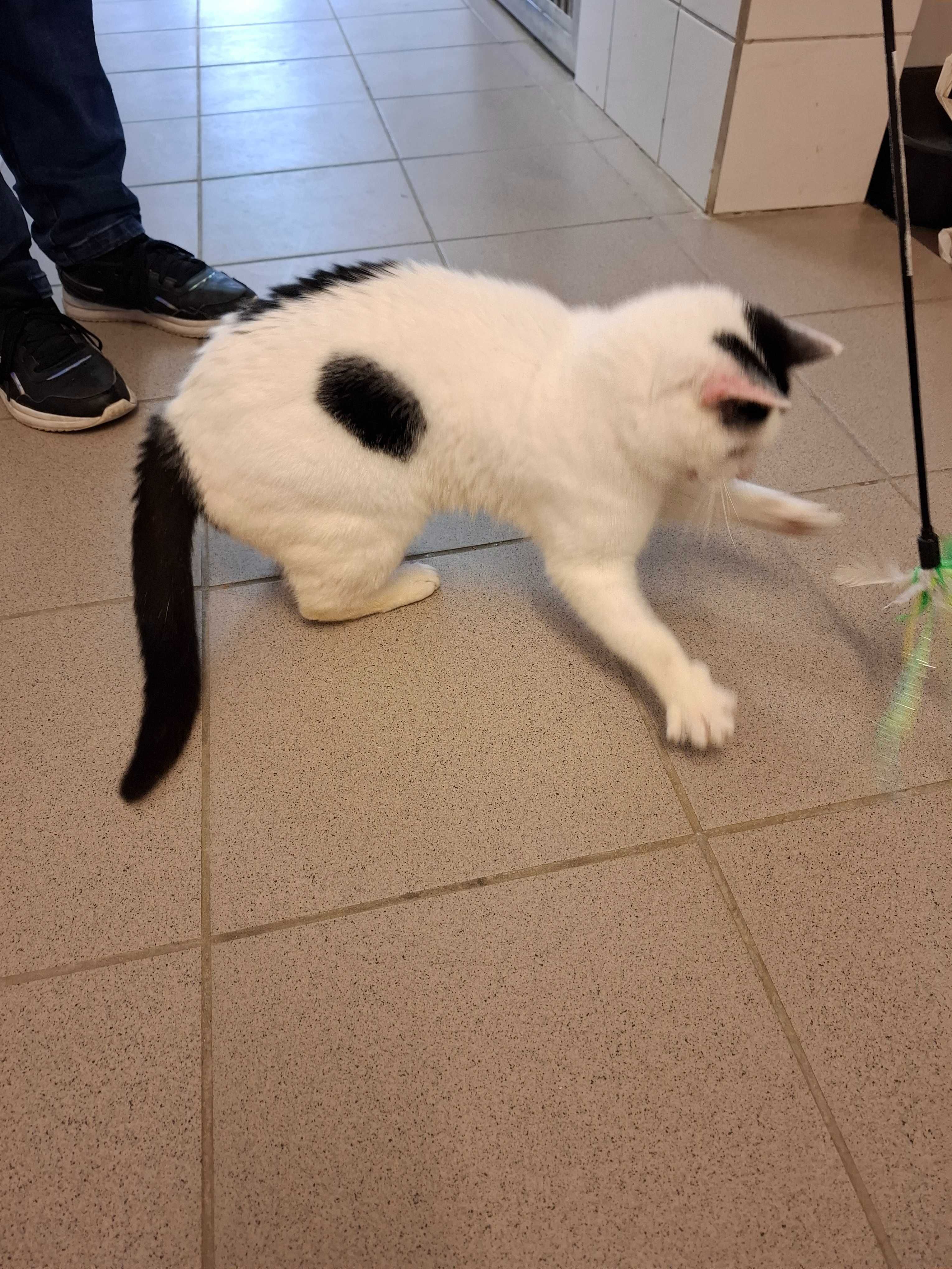 Cudna Panda z częstochowskiego schroniska szuka troskliwego domu