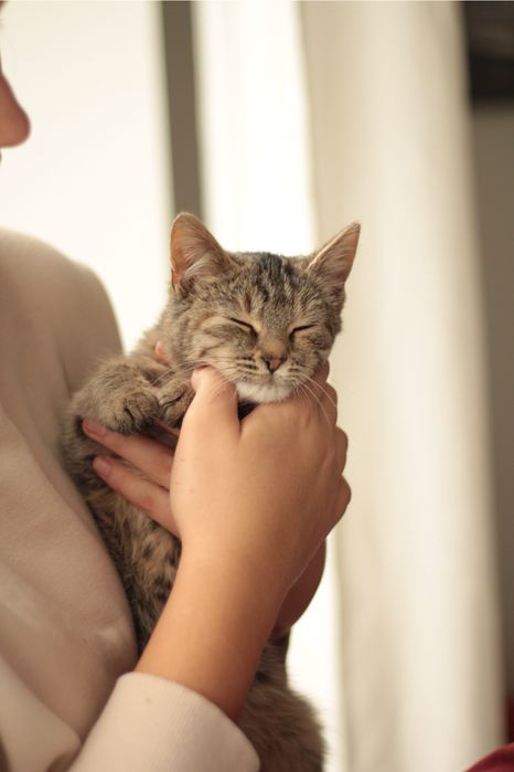 Тактильна кішечка в добрі руки