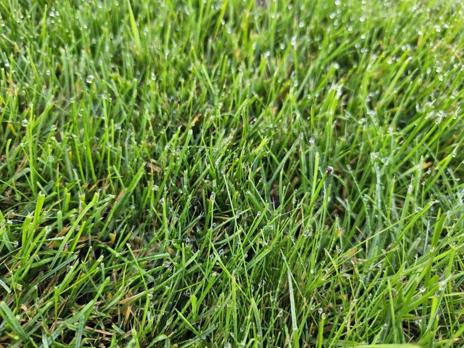 Ziemia ogrodowa, Czarnoziem sortowany, przesiewany, siany