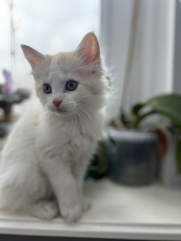 Aurora Kotka Maine Coon