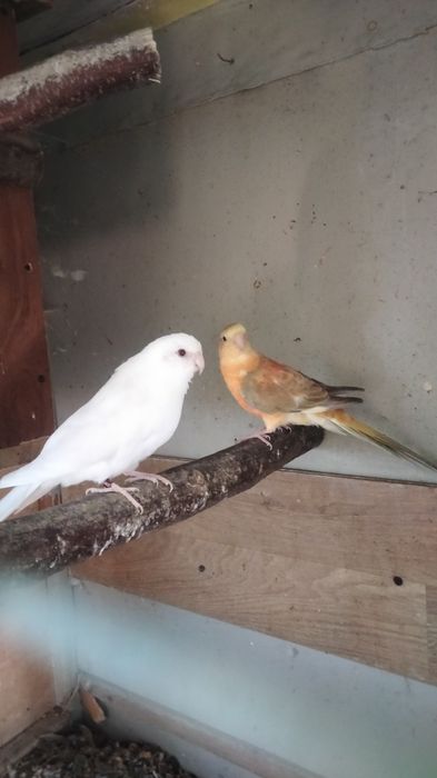 Sprzedam parę lęgową papug