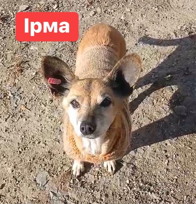 Ірма чекає хороших людей. Стерилізована.