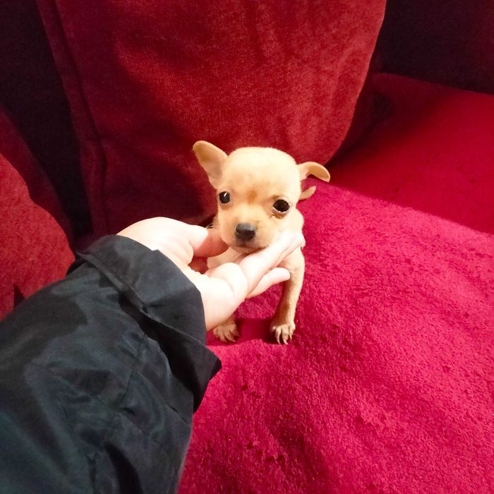 Pisncher anão femea