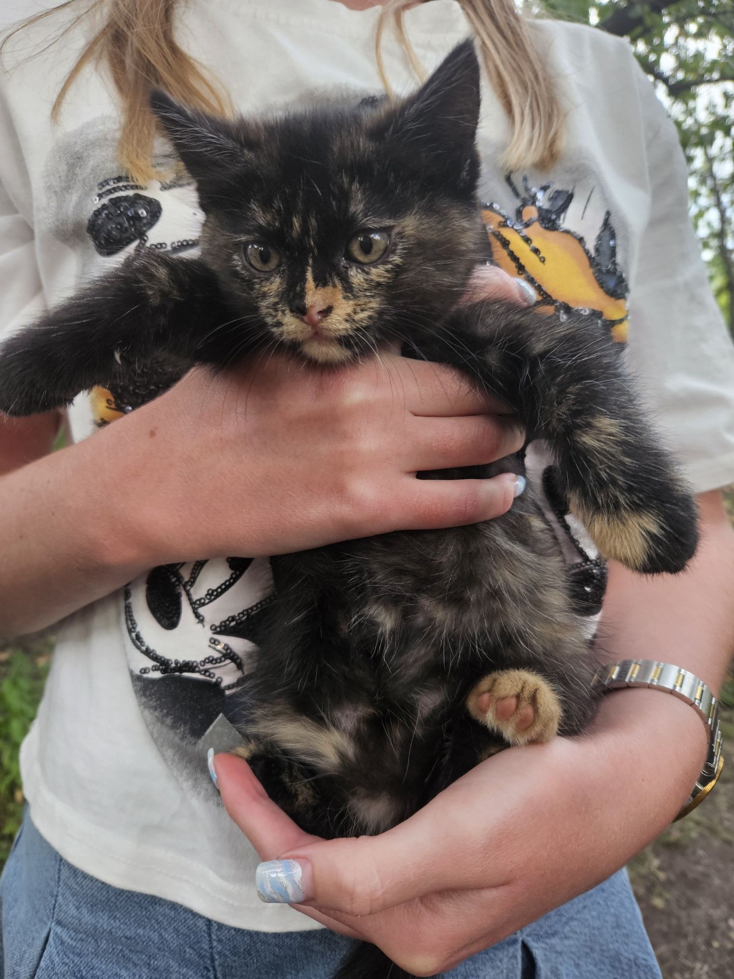 Кошеня дівчинка 3 міс.