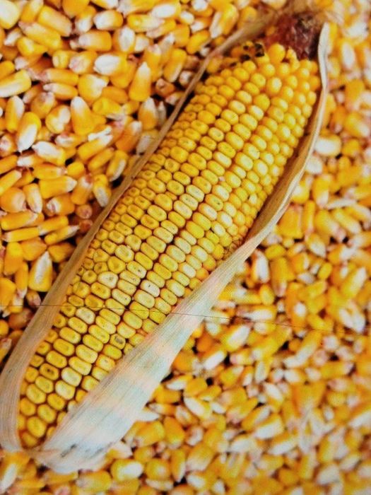 Продам кукурудзу і пшеницю