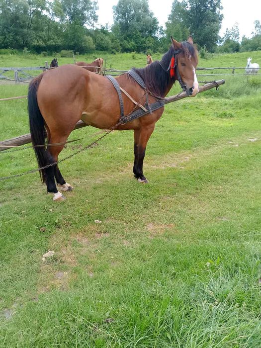 Продається кобила!