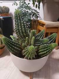 kaktus o średnicy 48cm