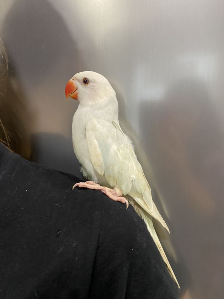 Белый ожеррловый попугай облачко - ручной попугай
