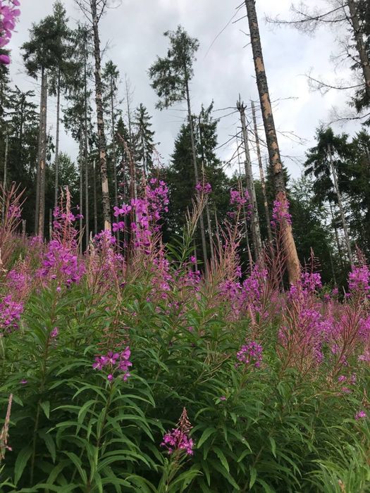 Іван Чай з малиною ферментований гранульований з КАРПАТ від виробника