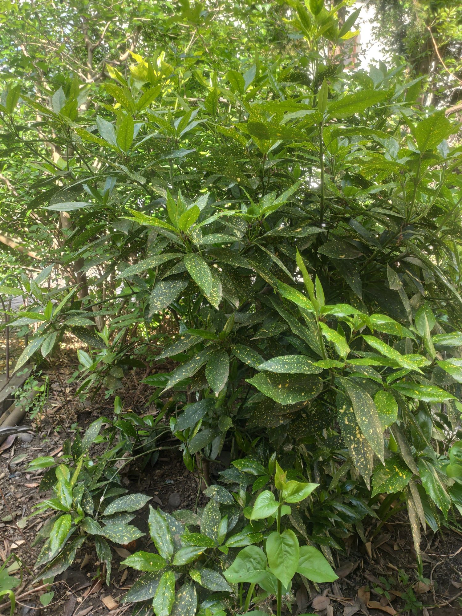 Японська аукуба вічнозелена