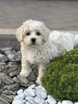 Maltipoo piesek 9-cio tygodniowy z pełną dokumentacją