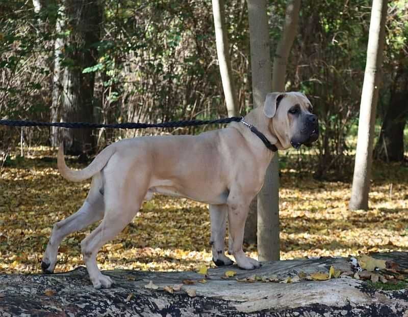 Cane Corso samiec