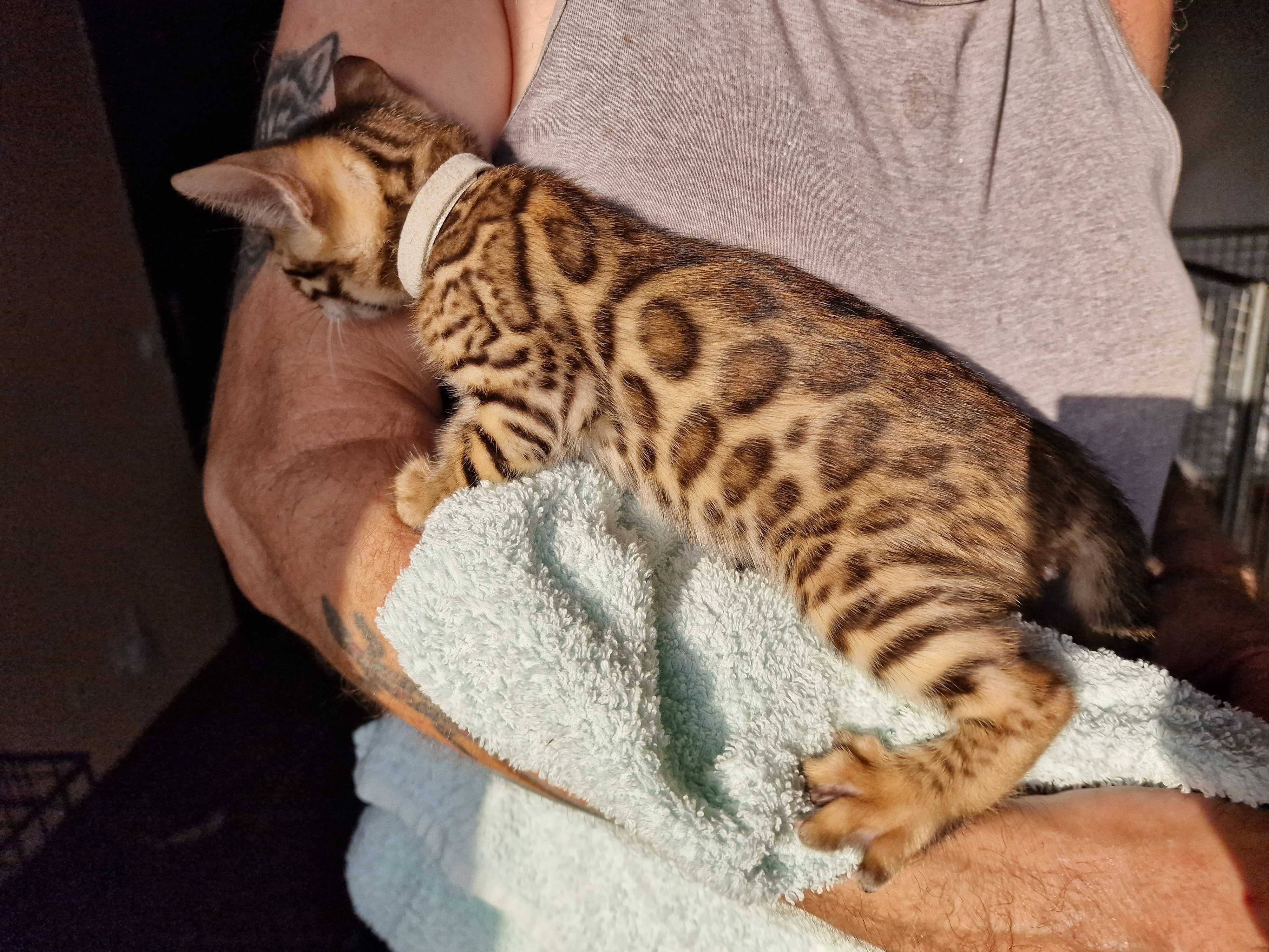 Gatinho de bengala