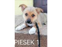 10tyg.PIESEK- będzie MAŁY/średni
