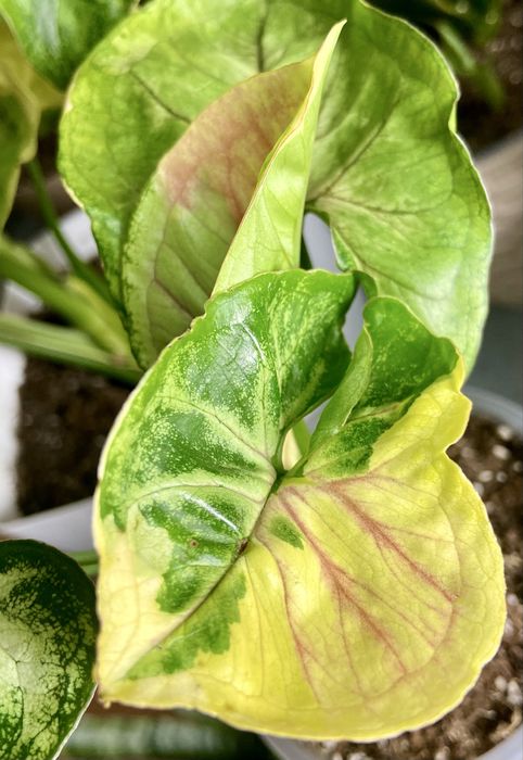 Сингоніум Orm Thong var