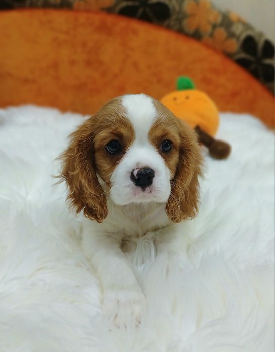 Cavalier King Charles Spaniel