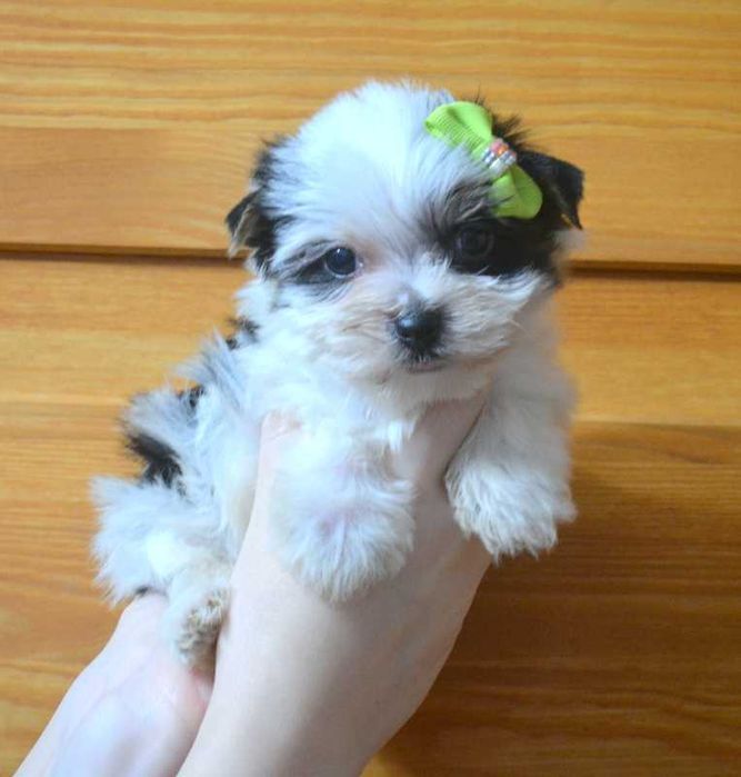 Colorful Yorkshire Terrier piesek Monte Biewer rodowód