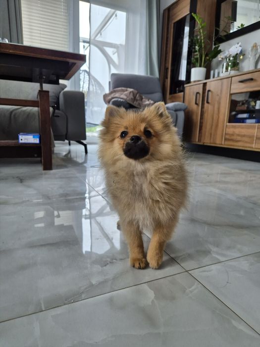 Szpic miniaturowy chlopak