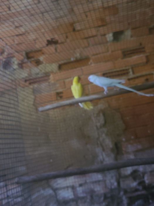 Várias aves disponíveis