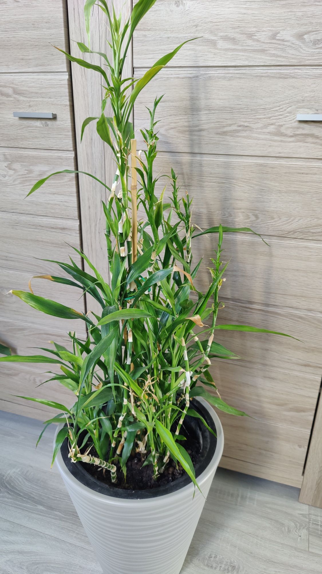 Dracena Sandera (Dracaena sanderiana), roślina bambus, Lucky Bamboo