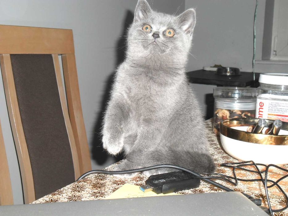 Kot Koty Brytyjskie Gdańsk