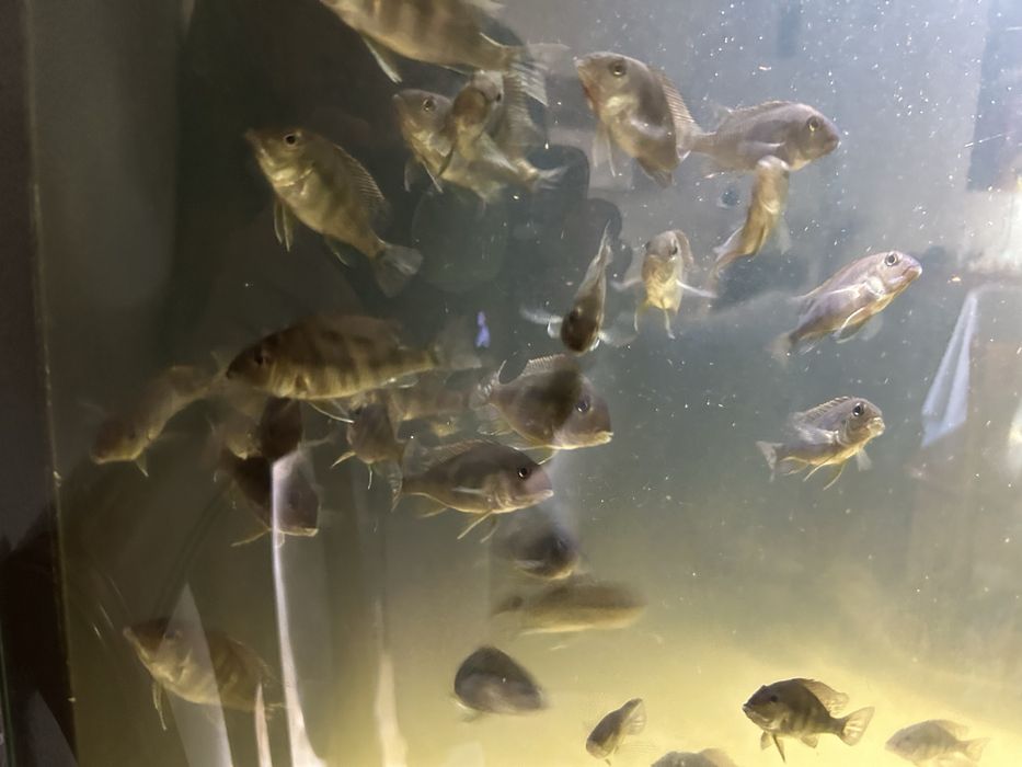 40 Geophagus Tapajos orange head 5cm
