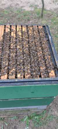 Przezimowane rodziny pszczele na ramce wlkp 18 z ulami