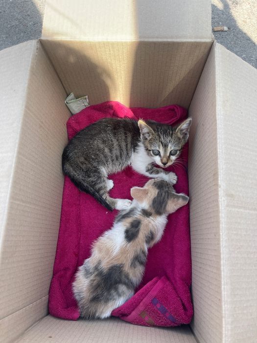 Котики віддамо в хороші руки