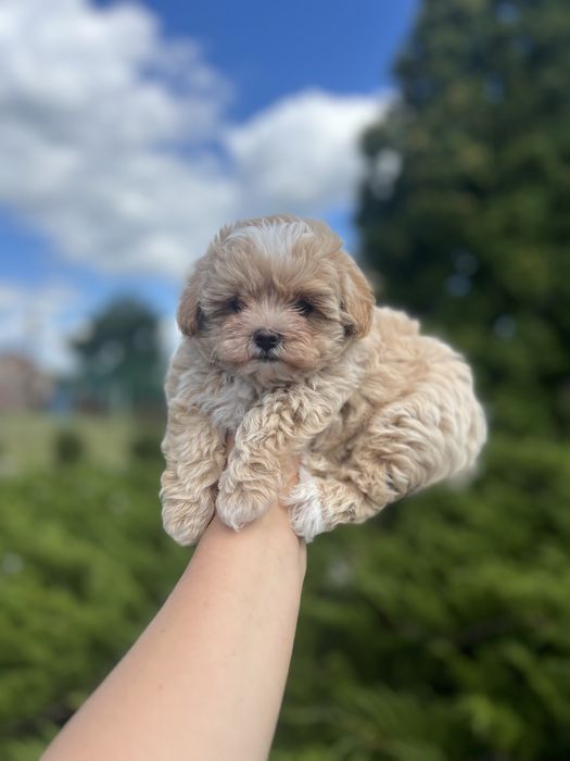 Мальтипу ф1 міні хлопчики