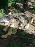 Patos mudos várias idades