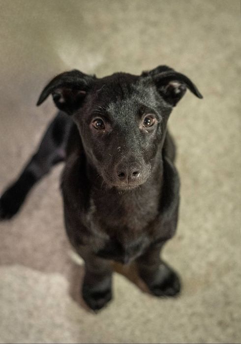 Отдам даром в добрые руки щенков метисы маленькой породы