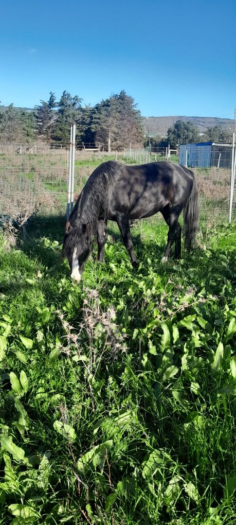 Vende se cavalo com 10 anos