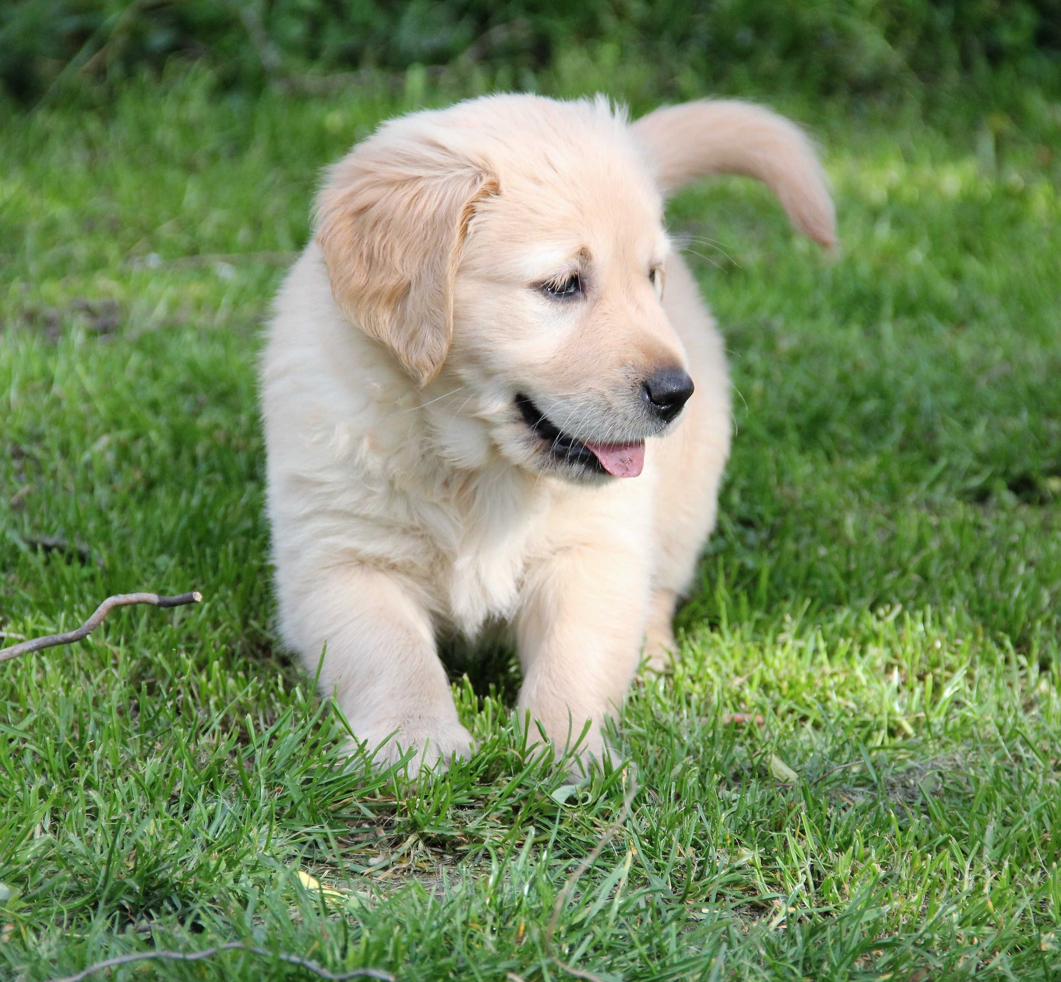 Golden Retriever szczeniak chłopak