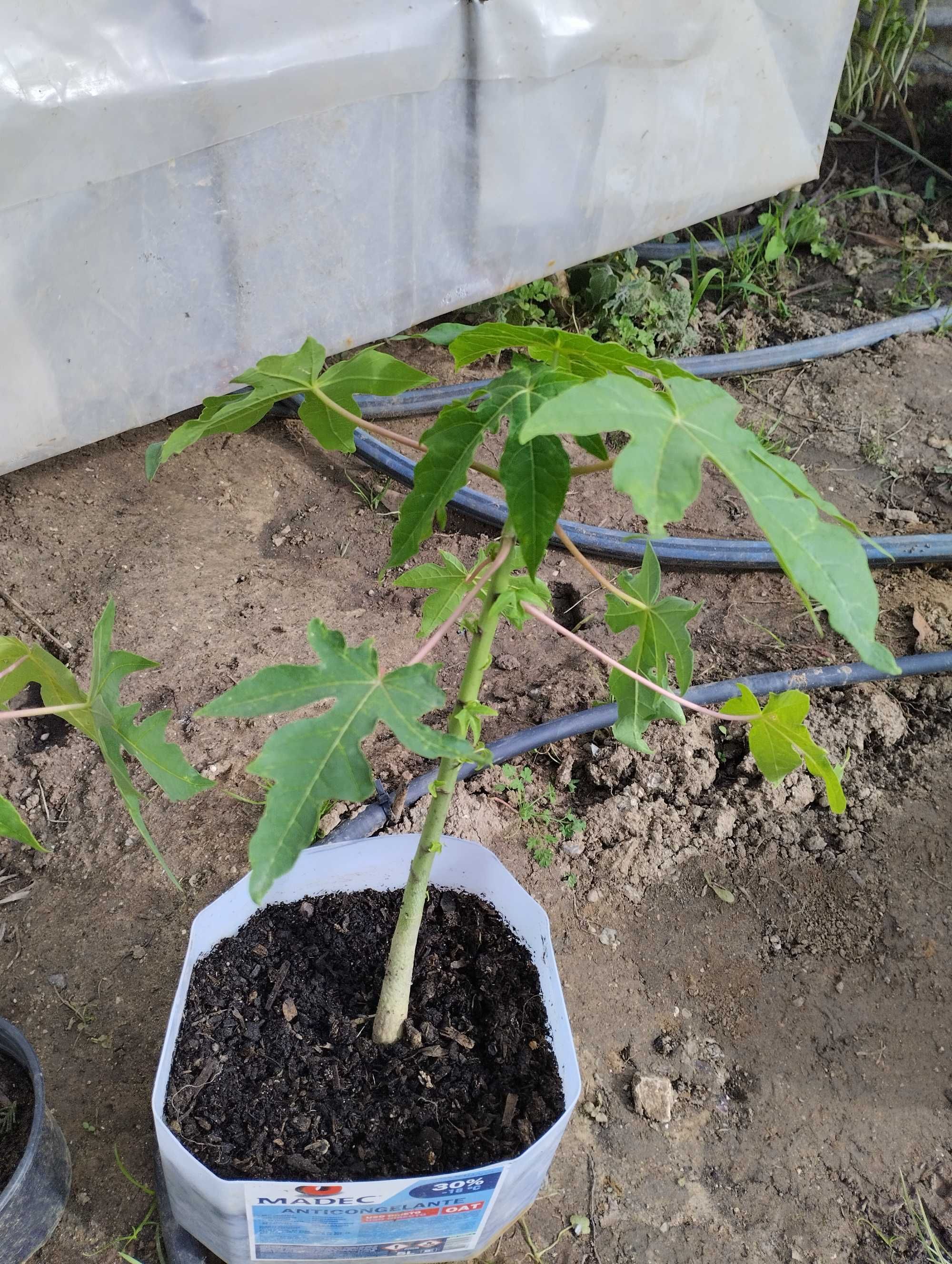 Plantas de mamão,anona, abacate manga e nespereira