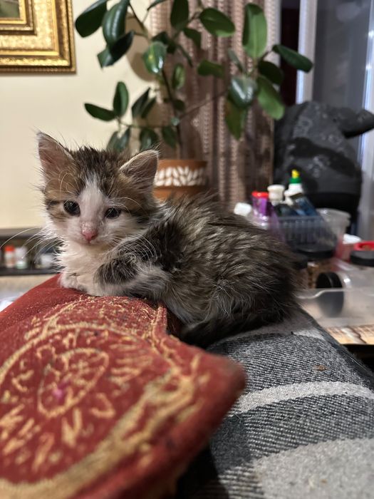 Маленькая кошечка, котенок , 1,5 мес, ищет дом! Котята отдам
