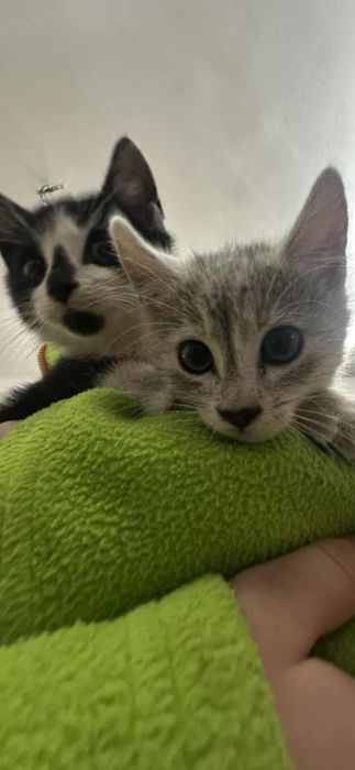 Oddam kotki w dobre ręce  ogłoszenie prywatne