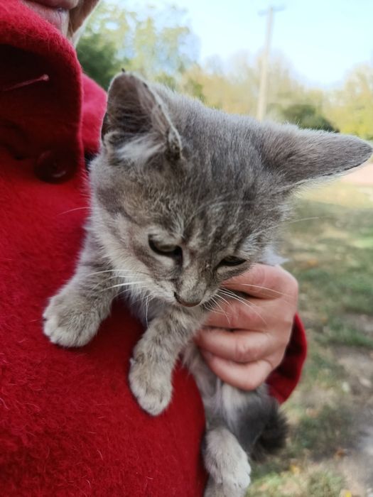 Домівка для двох котиків!!!