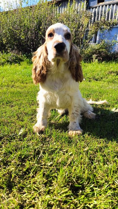 Cocker Spaniel Angielski