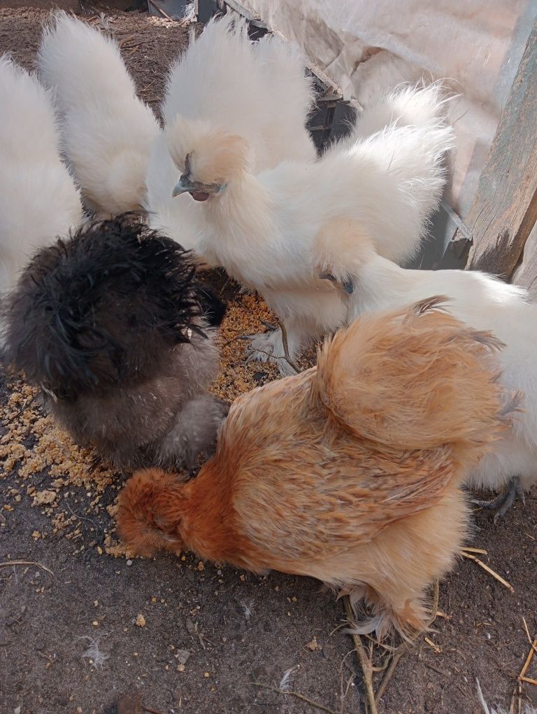 Vendo galinha de raça