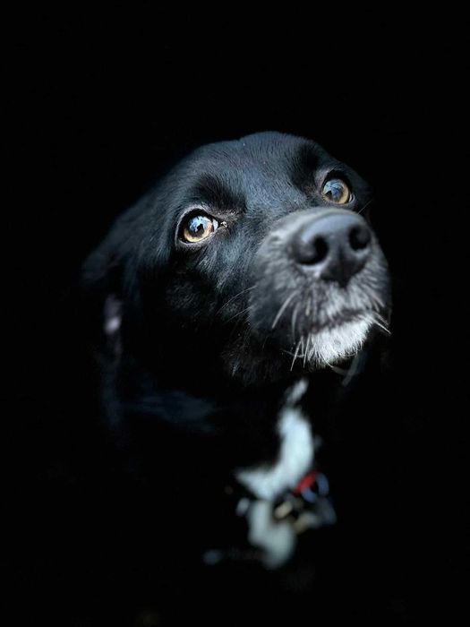 Krysia - psie dziecko do adopcji