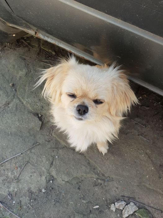 Щенки королевского короткошерстного  пекинеса , цуценята пекінесу