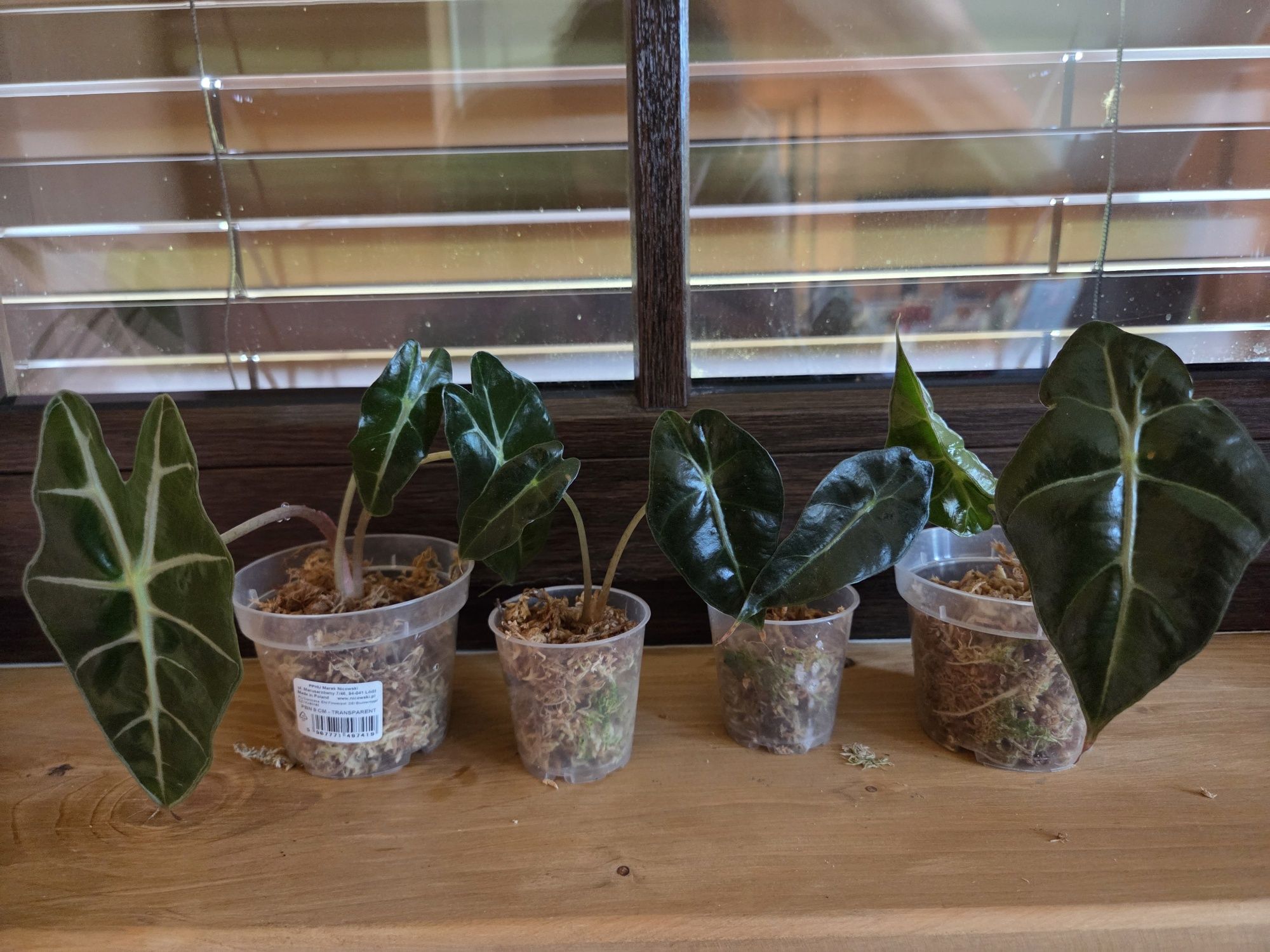 Alocasia polly amazonika maluszki