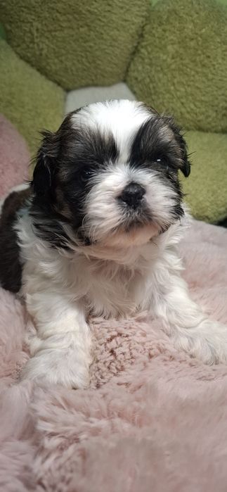 Piesek rasy shih tzu tricolor