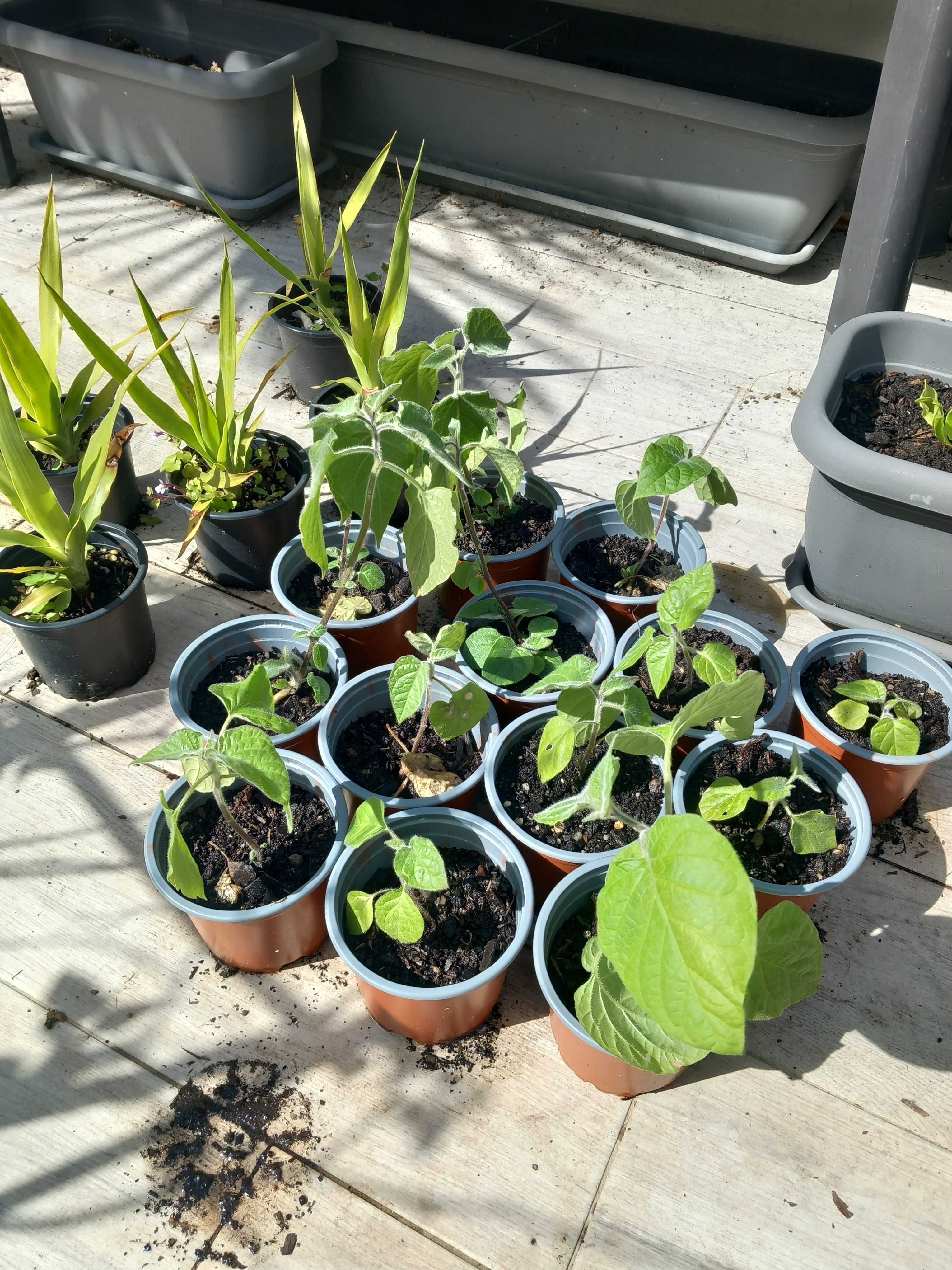 Dragoeiros e physalis