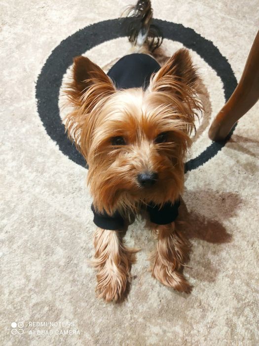 Йоркширський тер'єр. Для в'язки.