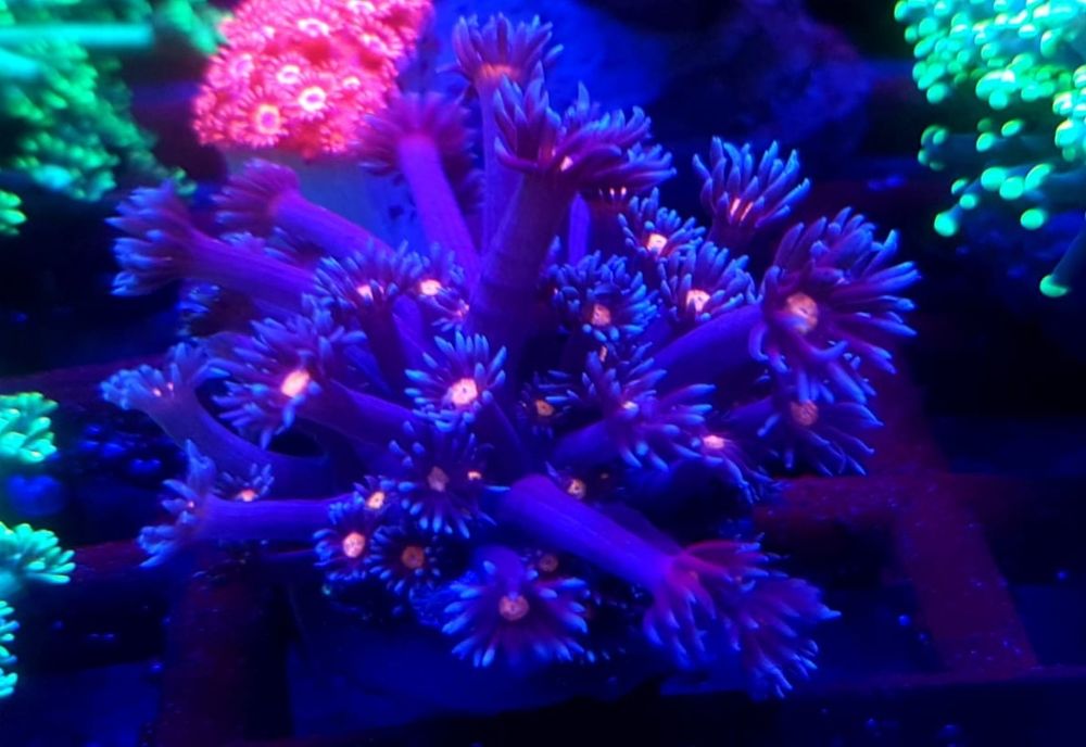 Goniopora blue red eyes. Koralowiec LPS . Akwarium morskie